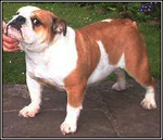 English bulldog : CH Coldstream Pepperino at Wyecaple